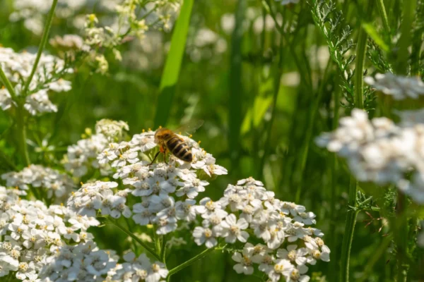 Honigbiene bestäubt weiße Blüten auf einer Bio-Blühfläche auf dem Gut Wulksfelde und unterstützt die natürliche Bestäubung
