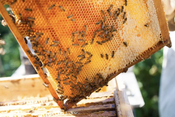 Honigbienen fliegen am Eingang eines Bienenstocks auf Gut Wulksfelde ein und aus.