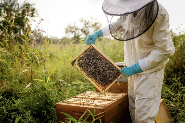 Imker hält eine Bienenwabe mit Honigbienen zur Kontrolle in der Imkerei auf Gut Wulksfelde.