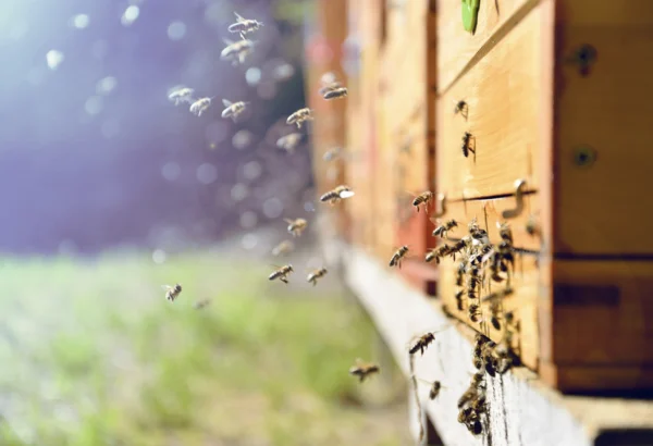 Imker kontrolliert eine mit Honigbienen besetzte Wabe auf Gut Wulksfelde.
