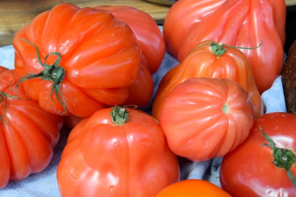 Frische Bio Tomaten aus der Wulksfelder Gärtnerei