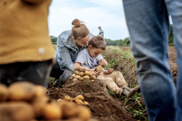 Kartoffeln selber buddeln auf dem Gut Wulksfelde
