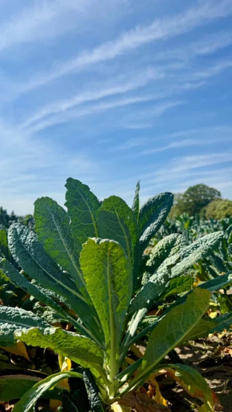 Palmkohl in der Sonne: der Schwarzkohl gedeiht im September prächtig.