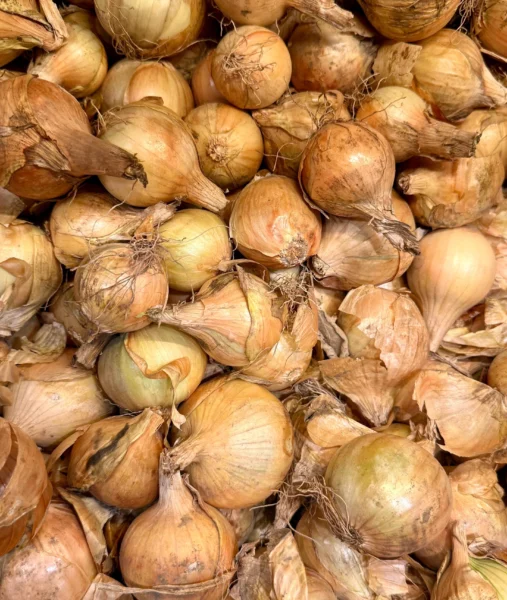 Zwiebeln werden im September geerntet und lassen sich lange lagern.