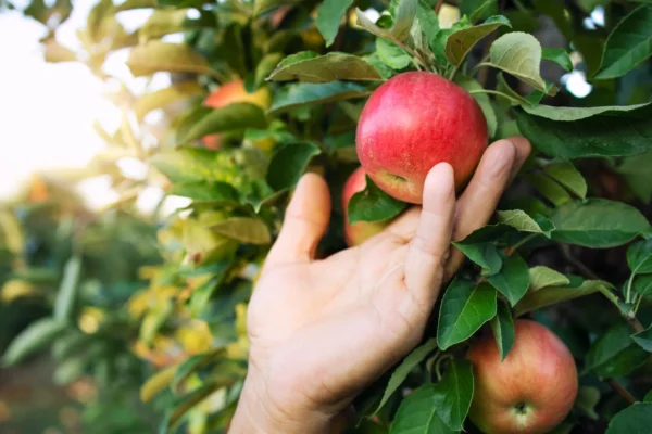 Eine Hand pflückt einen reifen roten Apfel direkt vom Apfelbaum. Weitere Äpfel hängen zwischen den grünen Blättern.